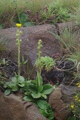 Berkheya rhapontica