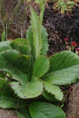 Berkheya rhapontica
