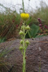 Berkheya rhapontica
