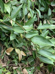 Cinnamomum burmanni
