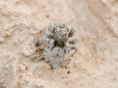 Marusyllus coreanus