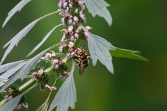 Anthidium