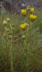 Berkheya rhapontica