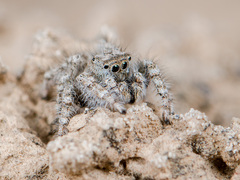 Marusyllus coreanus