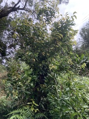 Cinnamomum burmanni