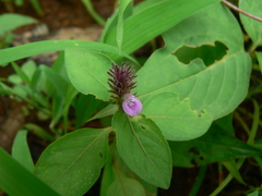 Rostellularia procumbens