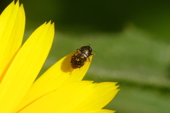 Cryptocephalus rugicollis