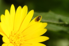 Cryptocephalus rugicollis