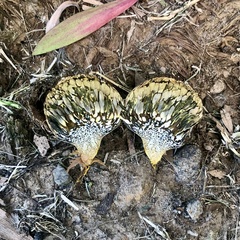 Pisolithus arhizus