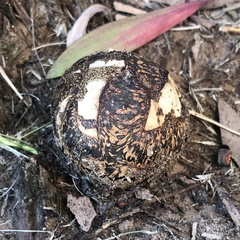 Pisolithus arhizus