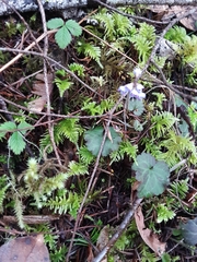 Veronica regina-nivalis