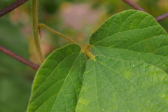 Rhynchosia volubilis