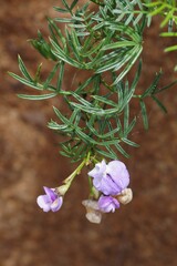 Psoralea affinis