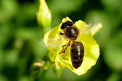 Apis mellifera