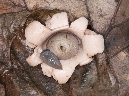 Geastrum