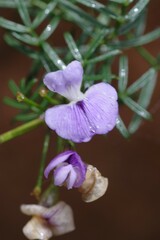 Psoralea affinis