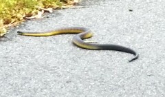 Notechis scutatus occidentalis