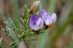 Psoralea affinis
