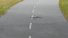 Notechis scutatus occidentalis