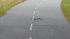 Notechis scutatus occidentalis