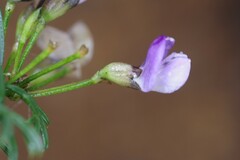 Psoralea affinis