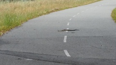 Notechis scutatus occidentalis