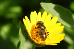 Eristalinus aeneus