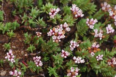 Crassula dependens