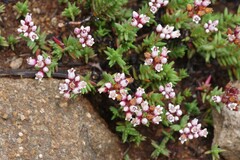 Crassula dependens