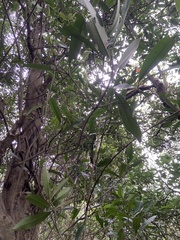 Myrsine seguinii
