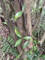 Myrsine seguinii