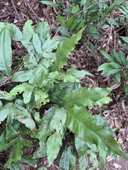 Tectaria harlandii