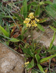 Helichrysum nudifolium