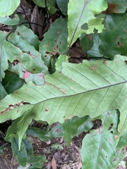 Tectaria harlandii