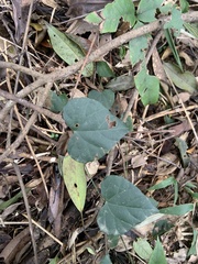 Pericampylus glaucus