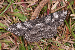 Hypomecis roboraria amplaria