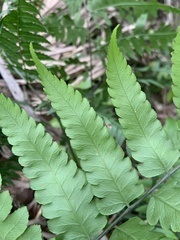 Diplazium taiwanense