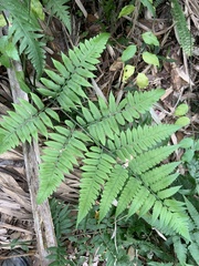 Diplazium taiwanense