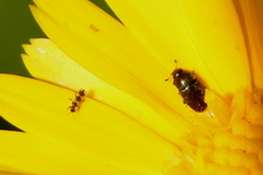 Cryptocephalus rugicollis