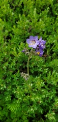 Polemonium