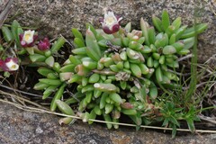 Delosperma katbergense