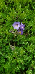 Polemonium
