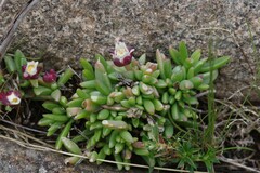 Delosperma katbergense