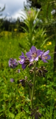 Polemonium