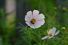 Anthidium