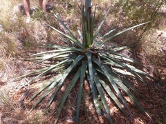 Agave palmeri