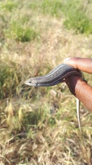 Trachylepis