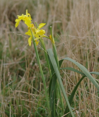 Moraea reticulata