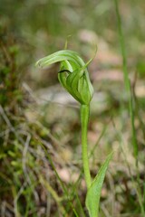 Pterostylis monticola