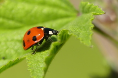 Coccinella algerica